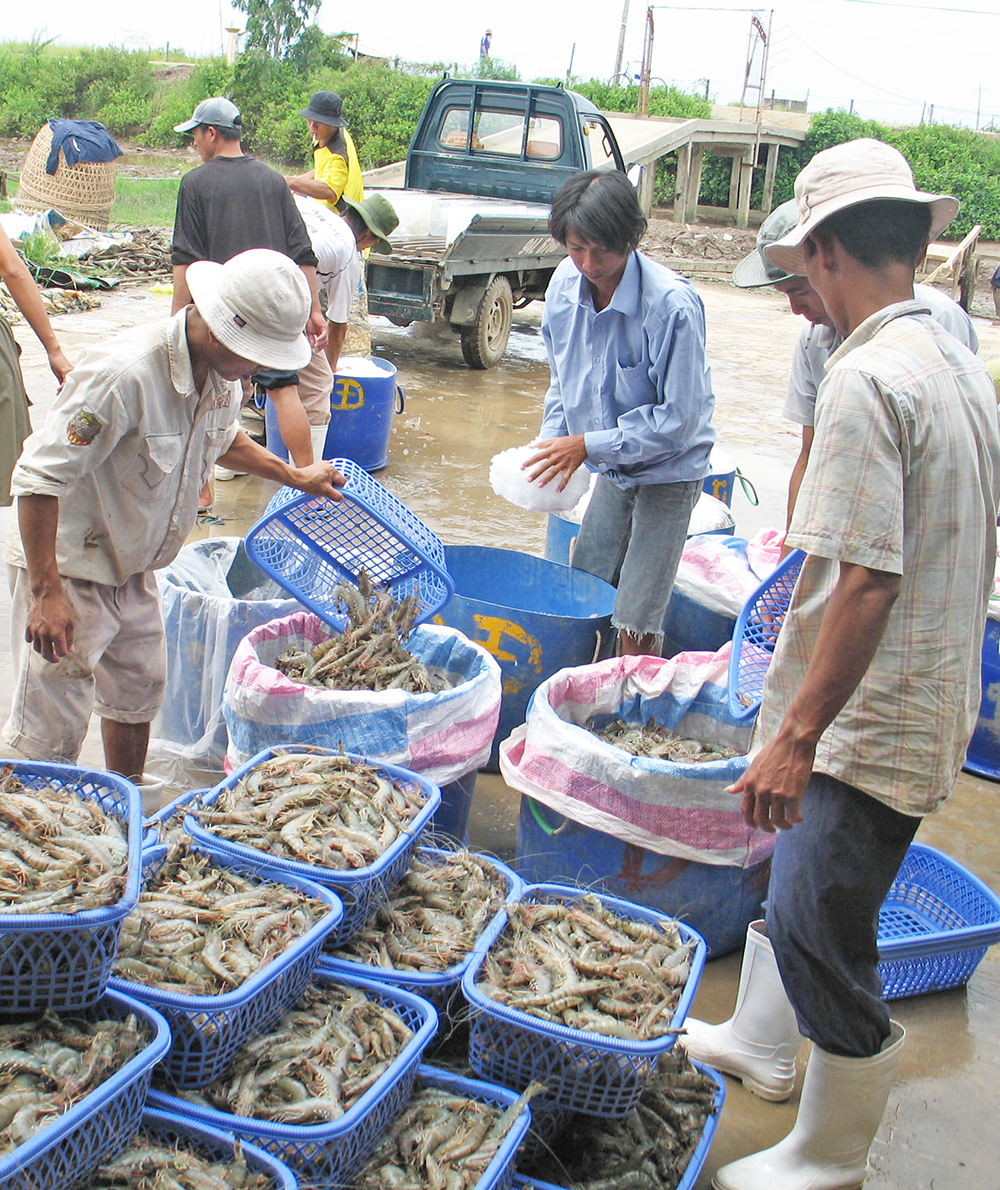 Ngành tôm vượt thắng