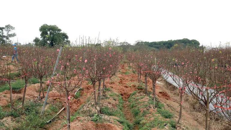 Những chuyến tàu chở mùa xuân từ đất liền ra đảo