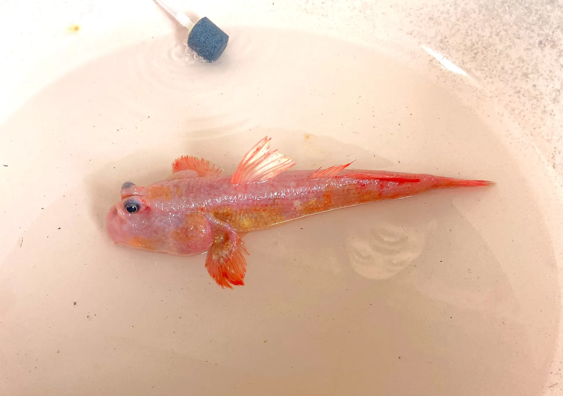 Cà Mau: Cá thòi lòi màu hồng lạ mắt tại biển Đất Mũi