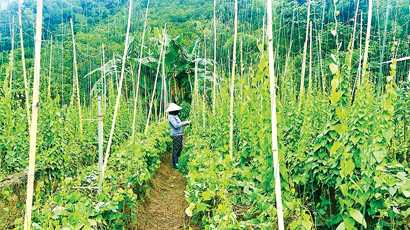 Hiệu quả mô hình trồng sâm lông, sâm trơn