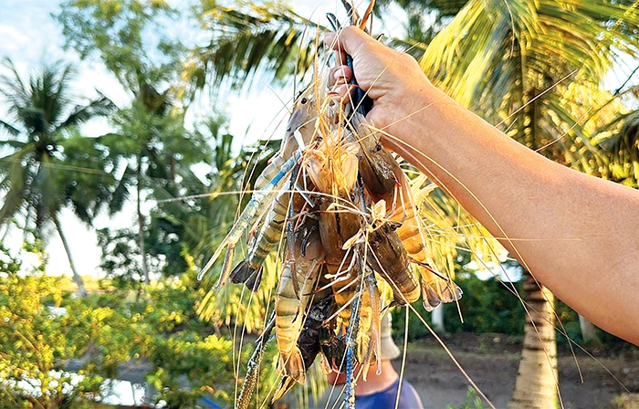 Lúa trúng mùa, tôm trúng giá