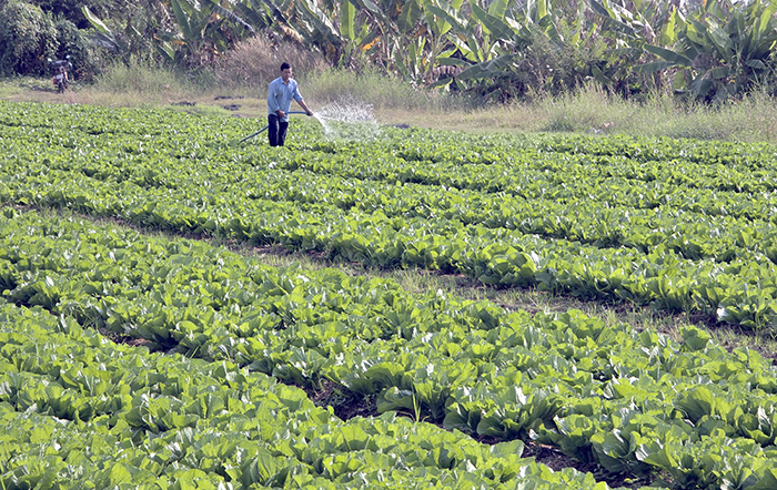 Tăng cường phòng, chống dịch hại cây trồng, đảm bảo sản xuất an toàn trước, trong và sau Tết Nguyên đán