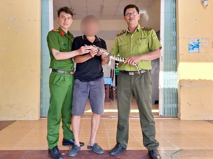 Người dân tự nguyện giao nộp cá sấu nuôi làm "thú cưng"