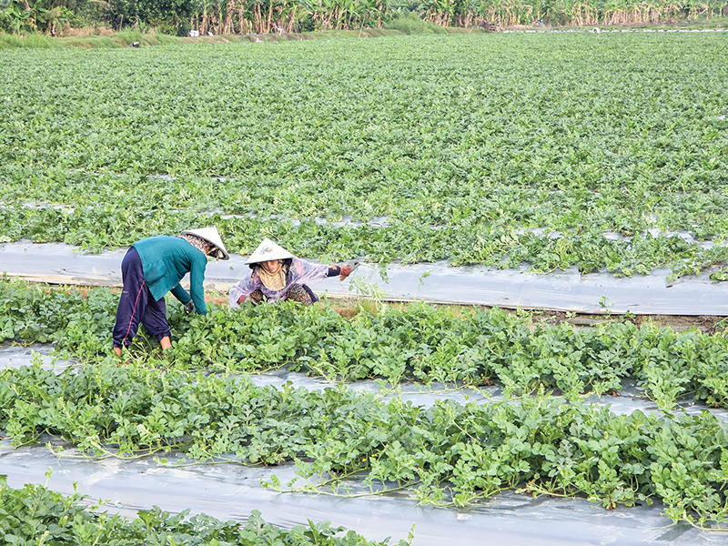 Nông dân tích cực sản xuất rau màu phục vụ thị trường Tết