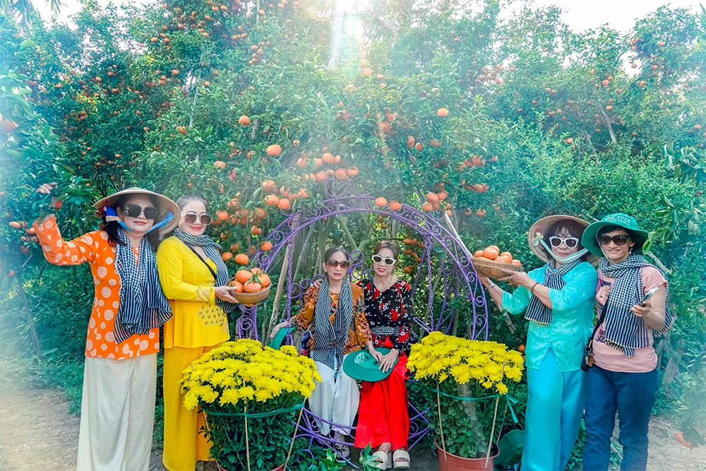 Vườn quýt hồng rực rỡ ngay sát trung tâm TP Cần Thơ