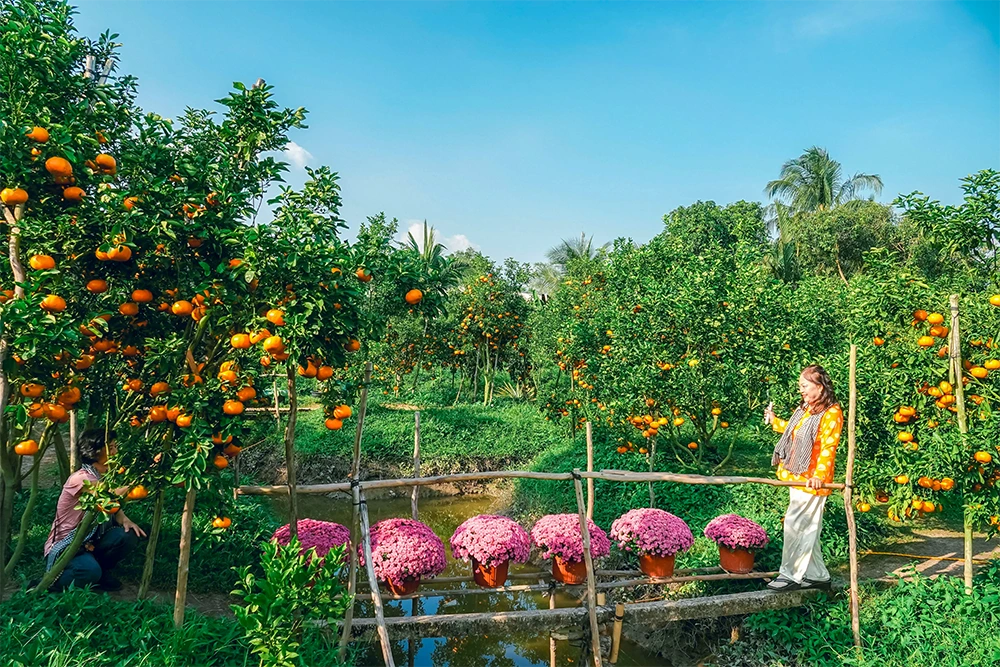 Vườn quýt hồng rực rỡ ngay sát trung tâm TP Cần Thơ