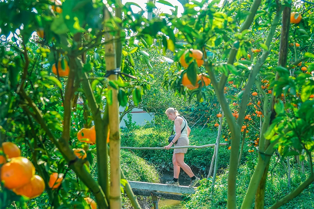 Vườn quýt hồng rực rỡ ngay sát trung tâm TP Cần Thơ