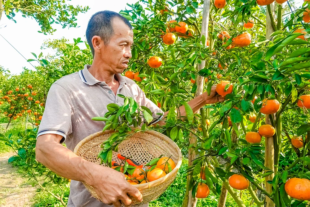 Vườn quýt hồng rực rỡ ngay sát trung tâm TP Cần Thơ