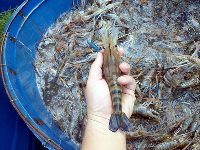 Nông dân Cà Mau trúng mùa tôm càng xanh