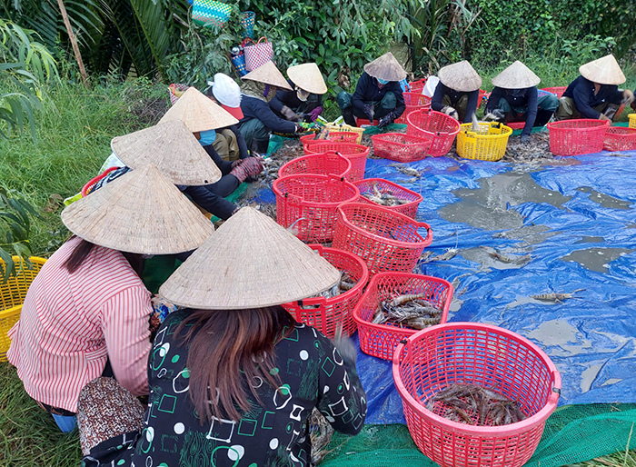 Nông dân Cà Mau trúng mùa tôm càng xanh