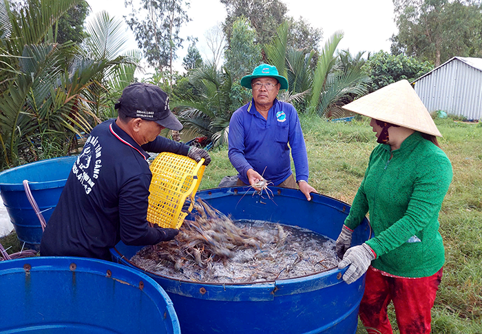 Nông dân Cà Mau trúng mùa tôm càng xanh