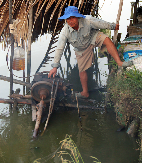 Nông dân Cà Mau trúng mùa tôm càng xanh