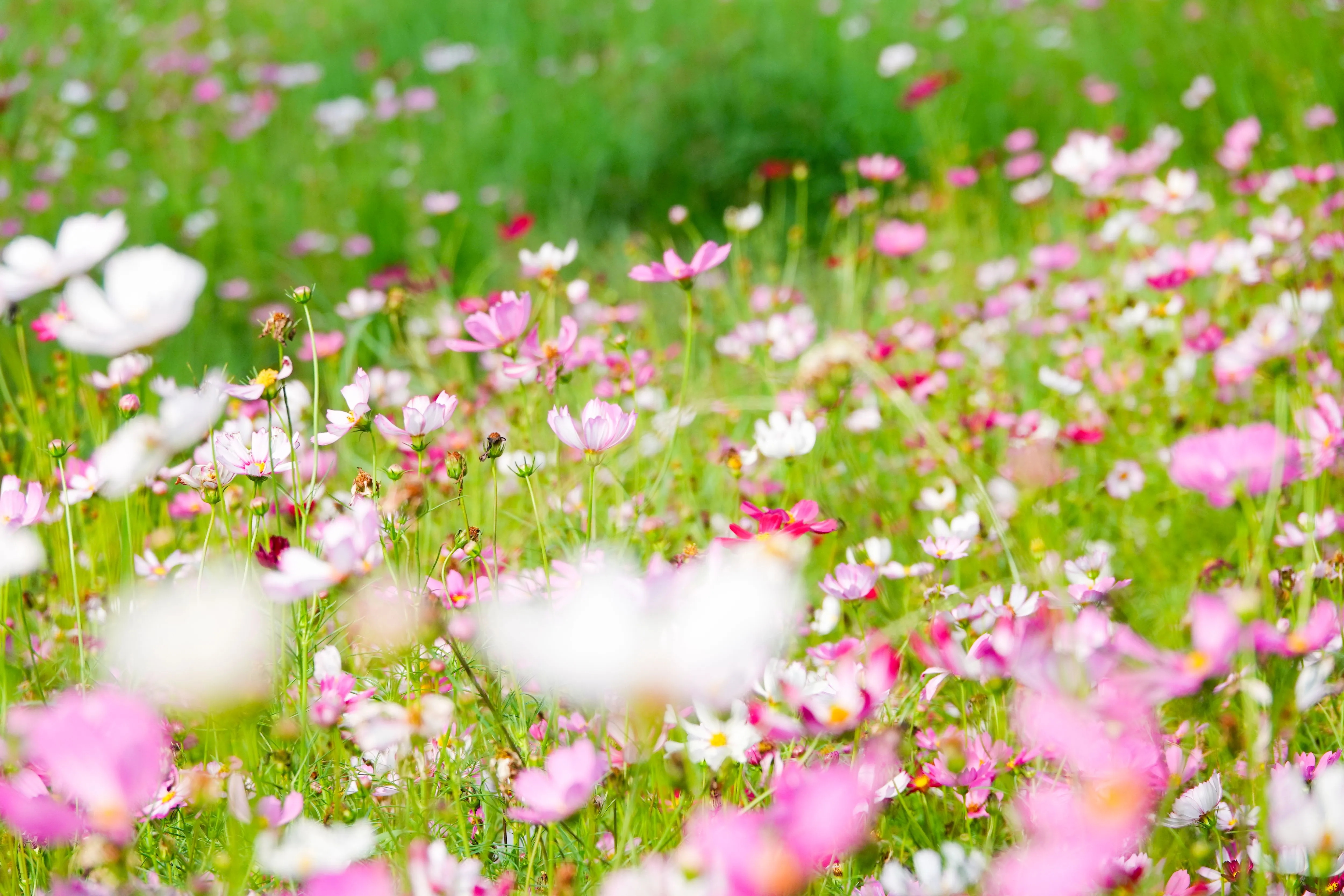 Lạc giữa ngàn hoa ngày đầu năm ở Cần Thơ