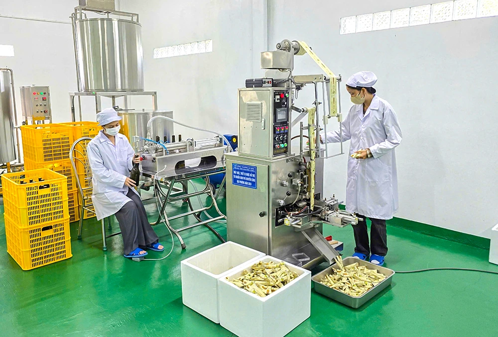 Người nâng tầm “cây dại” U Minh Hạ thành sản phẩm “4 sao”