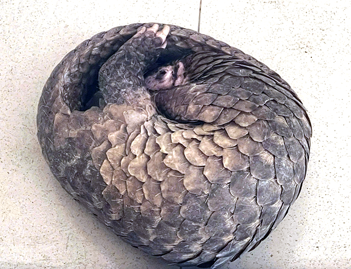 Người dân ở phường Cái Răng giao nộp cá thể tê tê quý hiếm