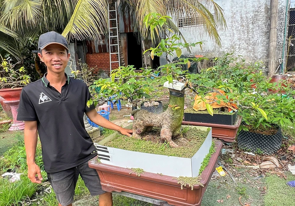 Khởi nghiệp thành công với mô hình trồng mai vàng bonsai