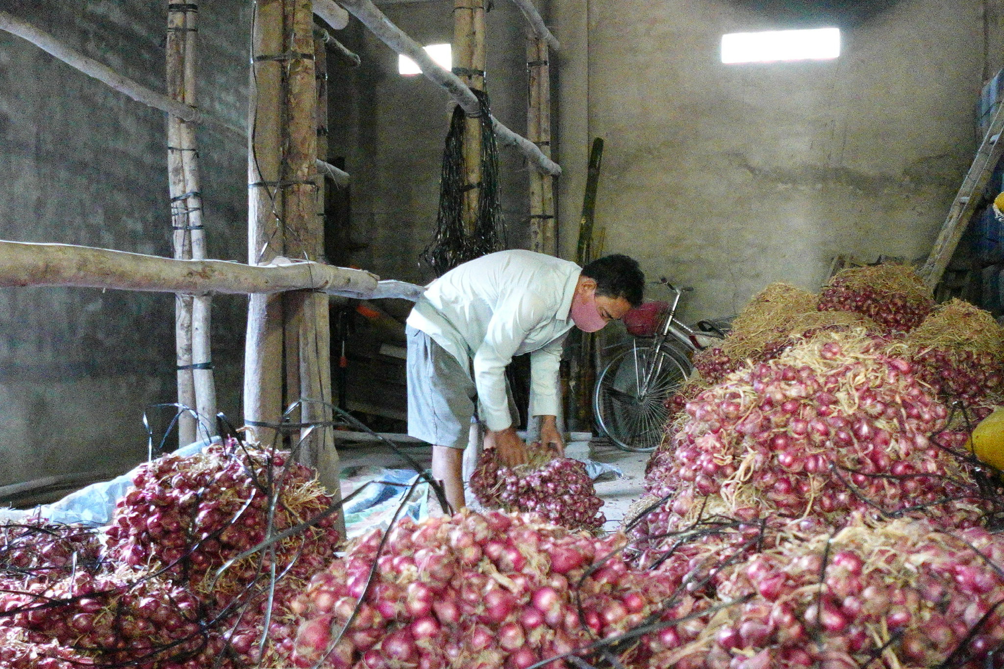 តម្លៃខ្ទឹមក្រហមមិនលំនឹង កសិករព្រួយបារម្ភគ្មានប្រាក់ចំណេញ