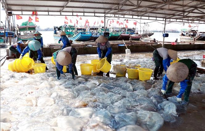 Ngư dân, doanh nghiệp xoay xở trước biến động giá nhiên liệu