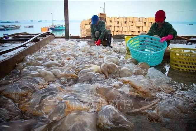 Ngư dân, doanh nghiệp xoay xở trước biến động giá nhiên liệu