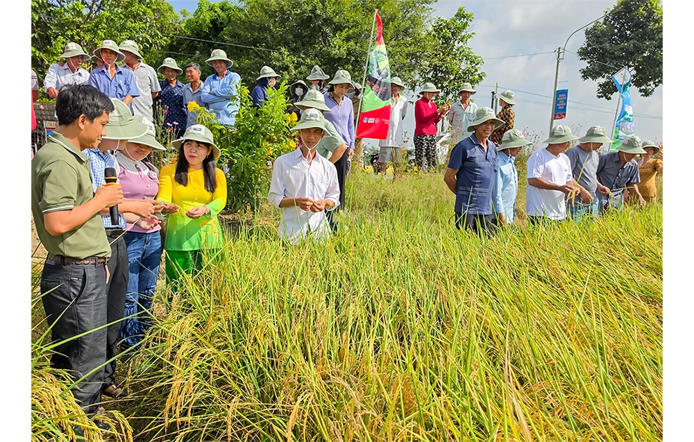 Sáng kiến Forward Farming góp phần thực hiện Đề án 1 triệu héc-ta lúa chuyên canh chất lượng cao
