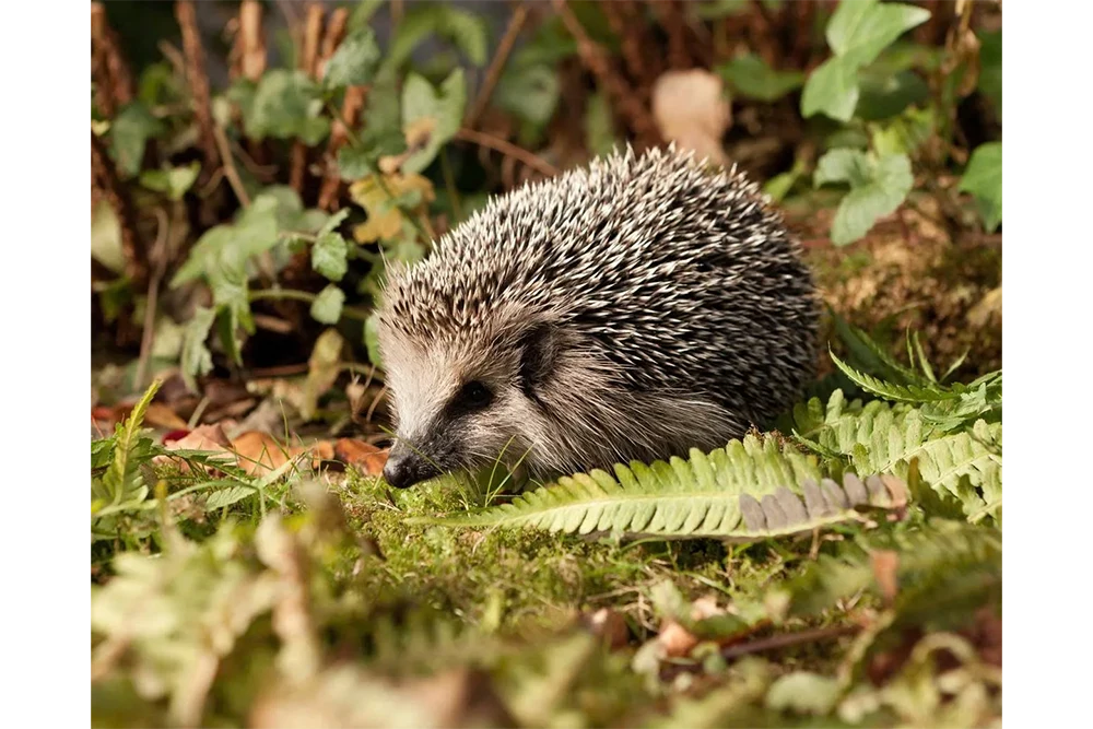 Đức kêu gọi cấm dùng máy cắt cỏ ban đêm để bảo vệ nhím