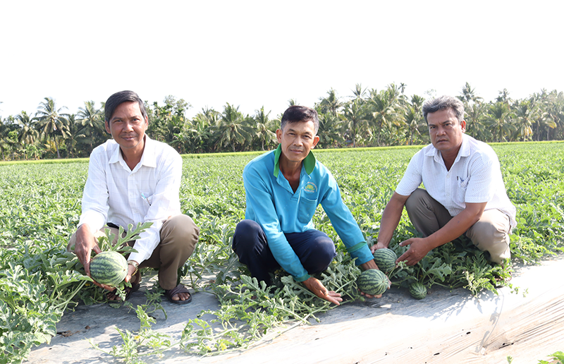 Trồng dưa hấu dưới chân ruộng cho thu nhập tốt