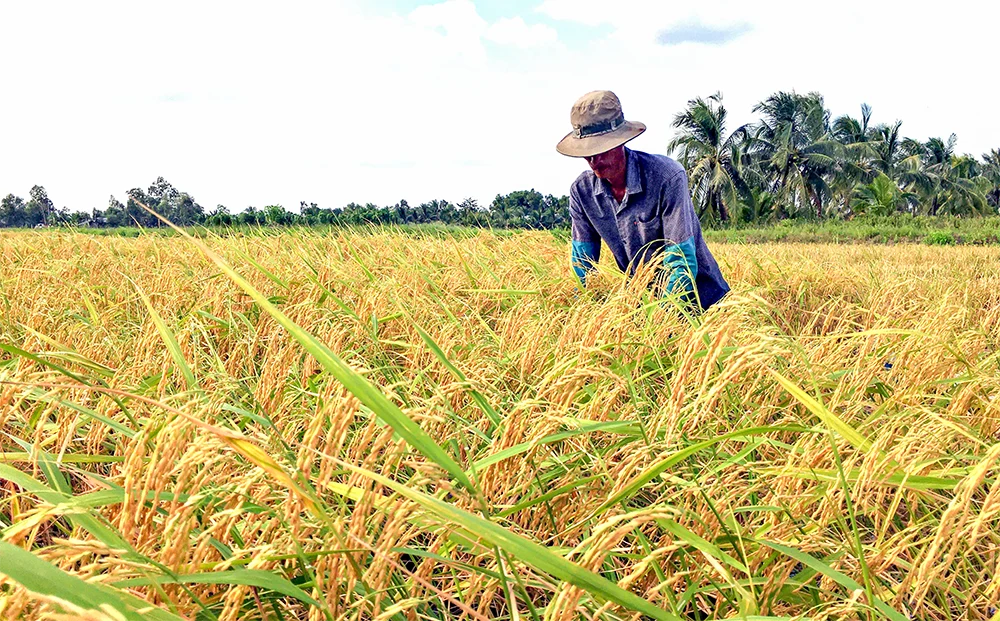 Cà Mau: Mời gọi tham gia Cuộc thi Gạo ngon ĐBSCL lần thứ I