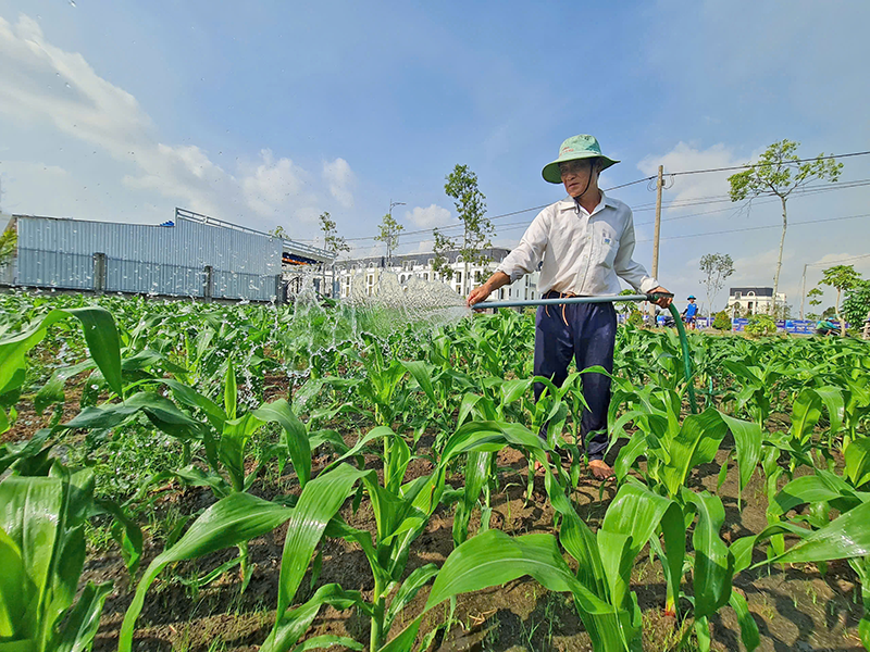 Độ mặn lên cao sớm hơn 2 ngày so với kỳ triều cường đầu tháng 3 âm lịch