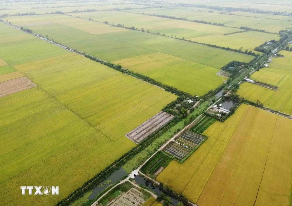 Giá gạo xuất khẩu tăng, thị trường lo ngại tác động của El Niño
