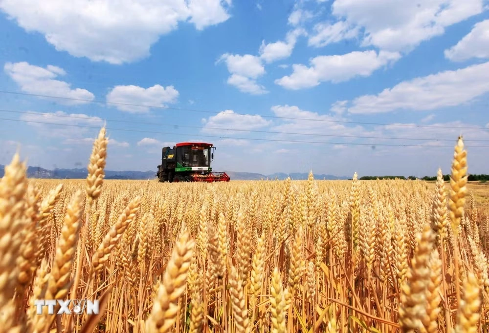 Giá gạo xuất khẩu tăng, thị trường lo ngại tác động của El Niño