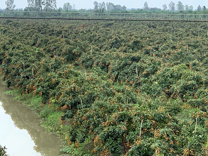 Phó Thủ tướng Hồ Quốc Dũng: Tập trung xây dựng cơ chế, chính sách hỗ trợ phát triển mã số vùng trồng và cơ sở đóng gói cho nông sản xuất khẩu
