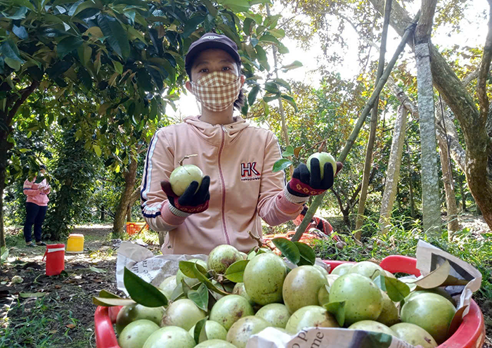 Phó Thủ tướng Hồ Quốc Dũng: Tập trung xây dựng cơ chế, chính sách hỗ trợ phát triển mã số vùng trồng và cơ sở đóng gói cho nông sản xuất khẩu