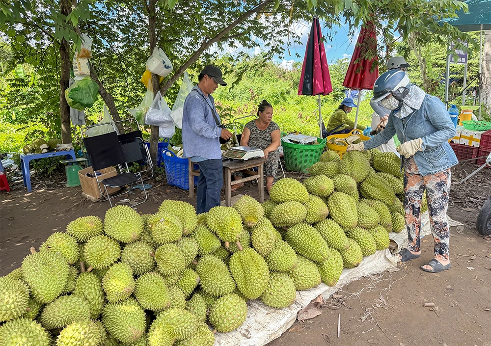 Sắp diễn ra “Tuần lễ cao điểm tiêu thụ sầu riêng năm 2026”