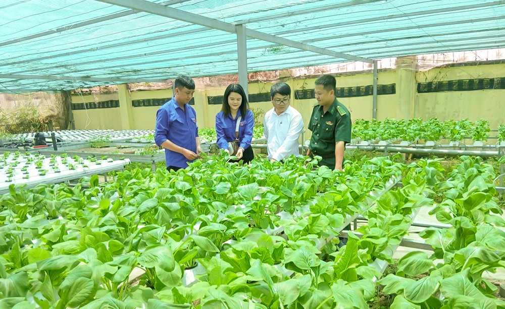 Màu xanh giữa vùng... đất khó