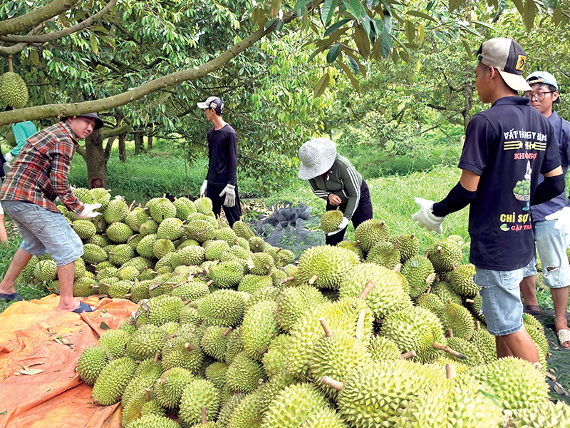 Dạo quanh thị trường