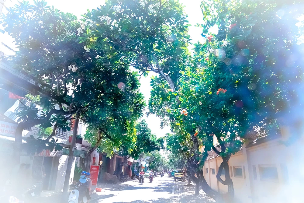 Con đường đượm hương hoa sứ trắng