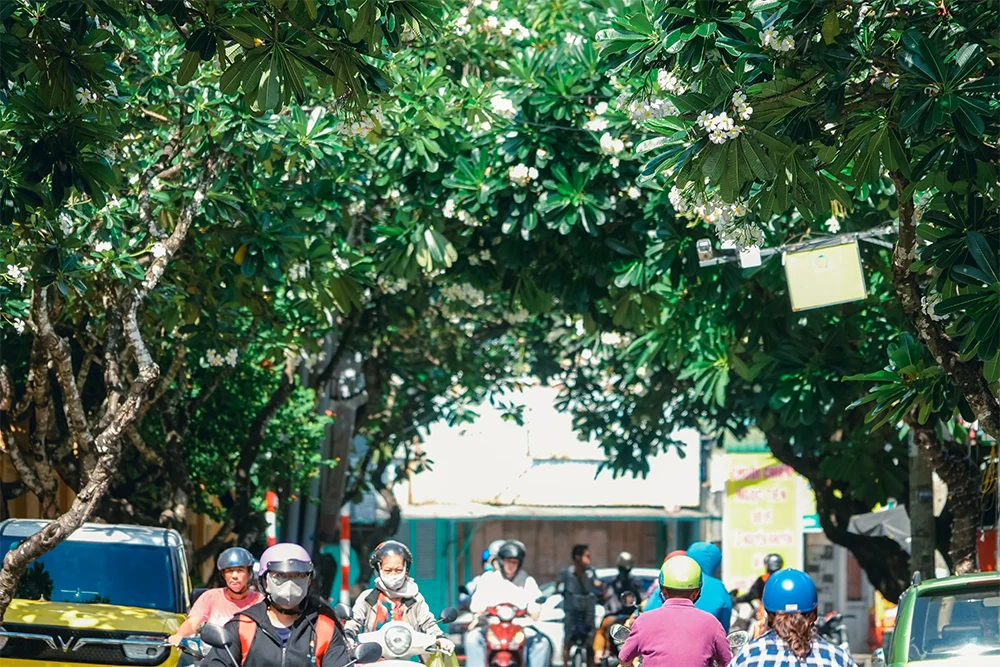 Con đường đượm hương hoa sứ trắng