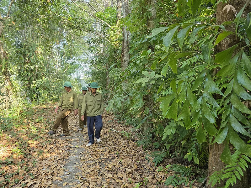 Tăng cường quản lý, bảo vệ và phát triển rừng