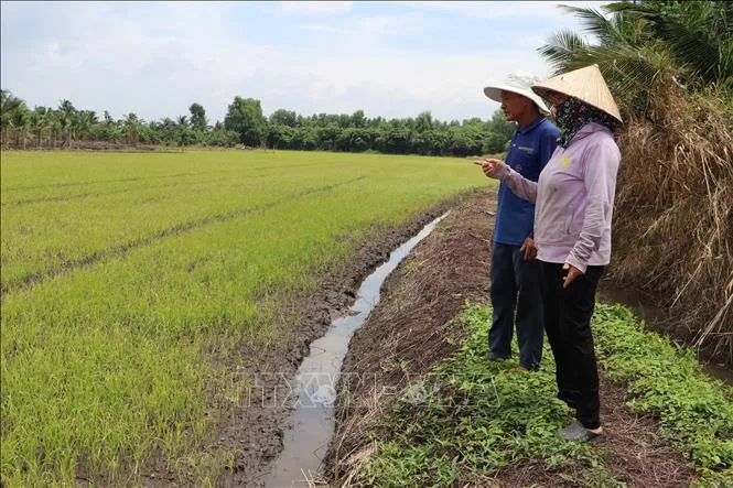 Đồng Tháp khẩn trương làm rõ nguyên nhân hoa màu vàng lá, trắng đọt