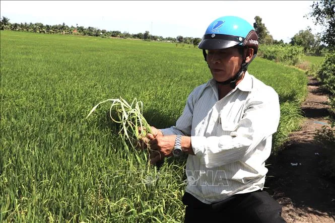 Đồng Tháp khẩn trương làm rõ nguyên nhân hoa màu vàng lá, trắng đọt