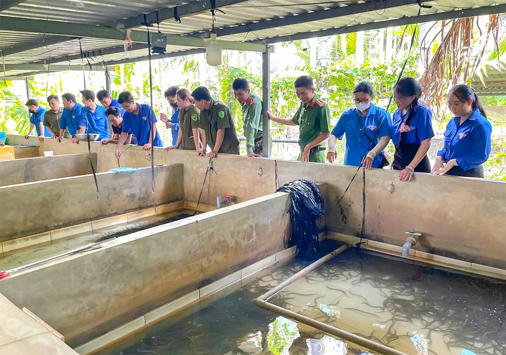 Anh Võ Hoàng Nam thành công với mô hình sản xuất lươn giống
