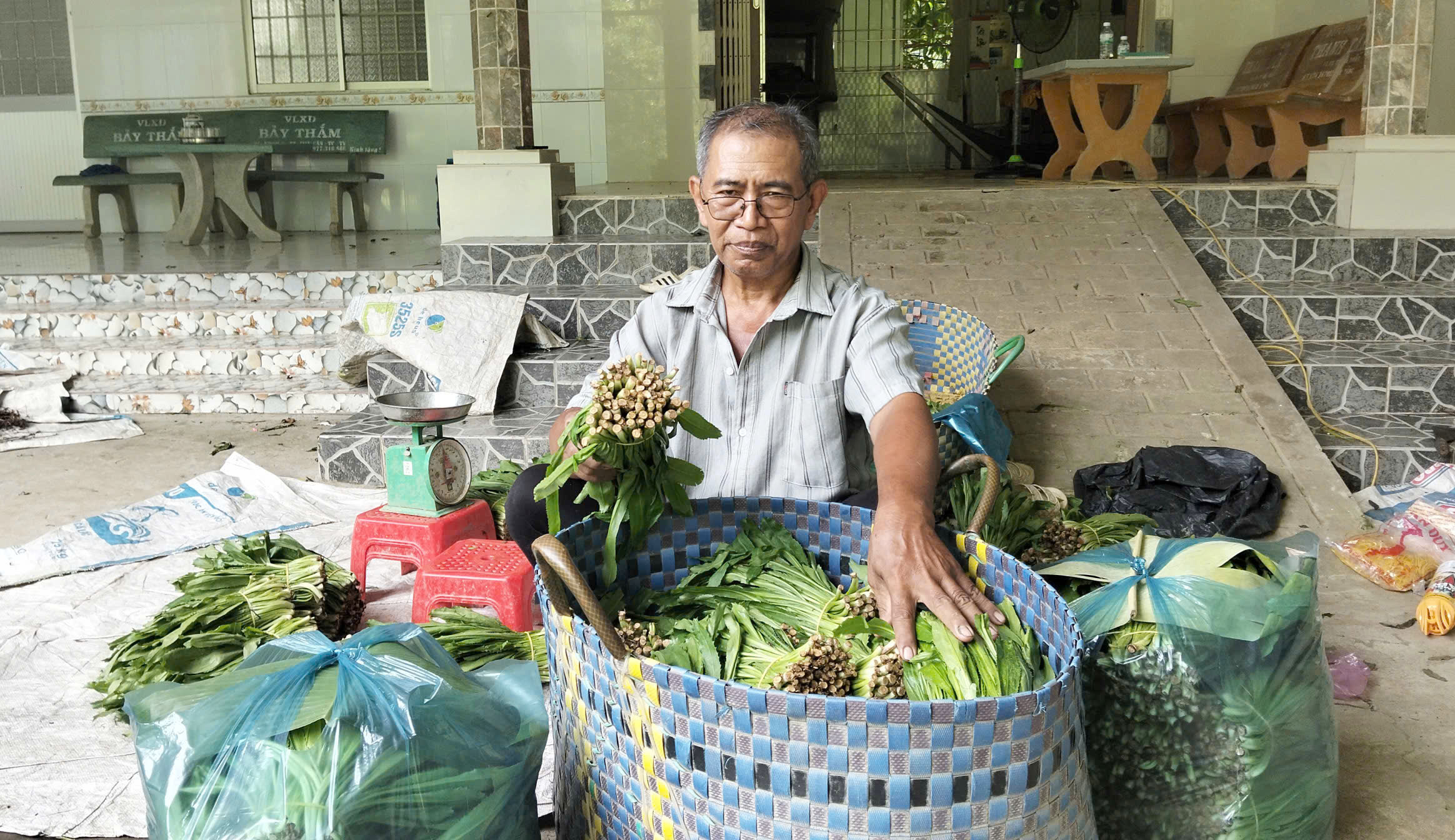 កសិករដាំដូងបន្ថយការបារម្ភដោយសារដំណាំជីរបន្លា