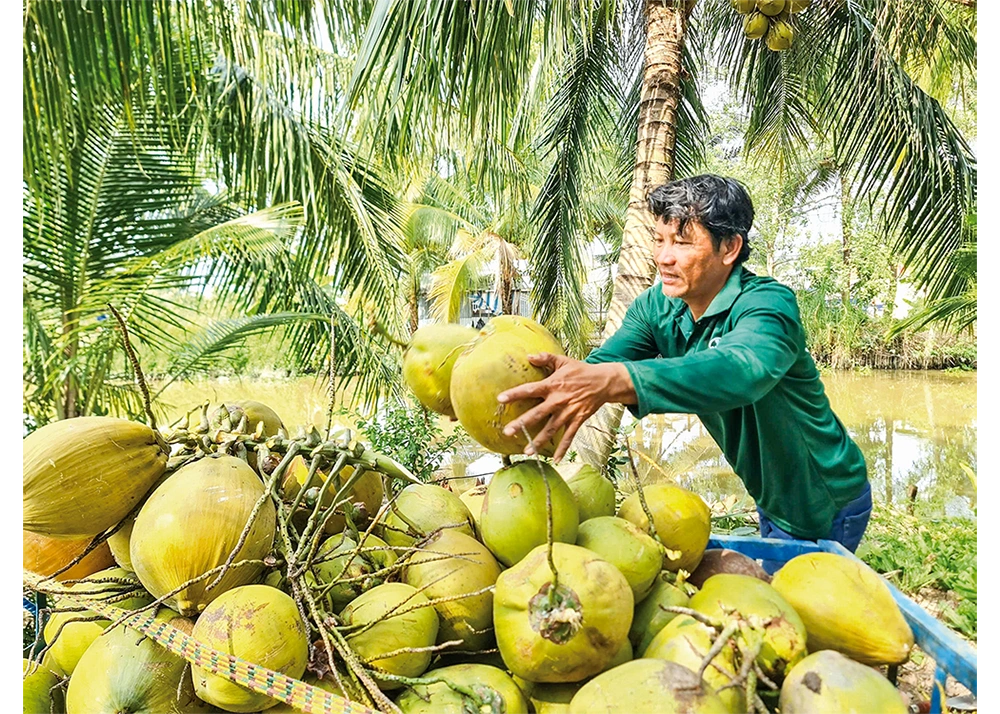 Để ngành dừa phát triển bền vững