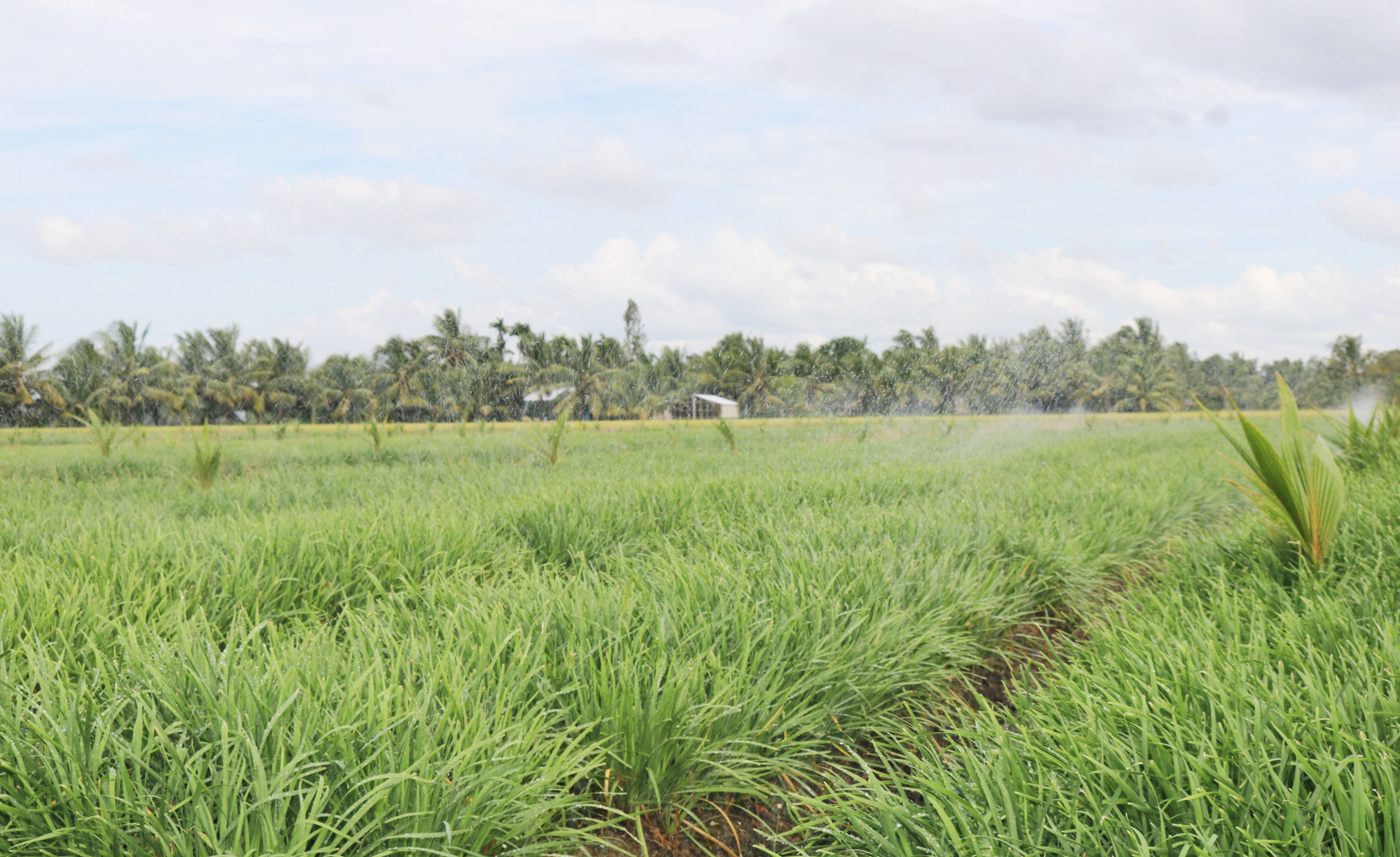 ទម្រង់ដាំគូឆាយបាញ់ទឹកសន្សើមផ្តល់ប្រសិទ្ធភាពសេដ្ឋកិច្ចខ្ពស់
