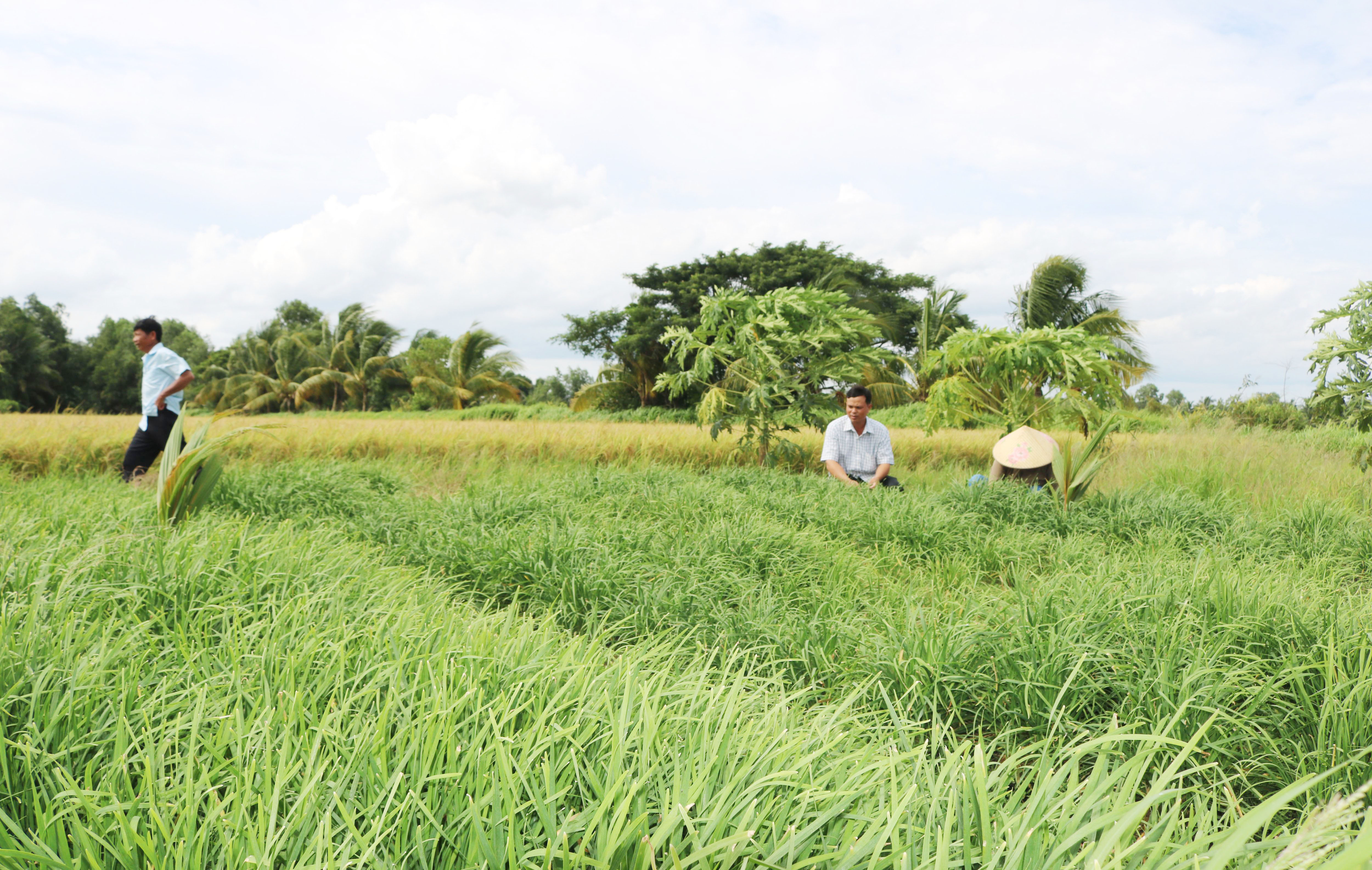 ទម្រង់ដាំគូឆាយបាញ់ទឹកសន្សើមផ្តល់ប្រសិទ្ធភាពសេដ្ឋកិច្ចខ្ពស់