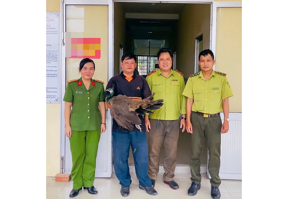 Người dân phường Cái Răng giao nộp cá thể công Ấn Độ
