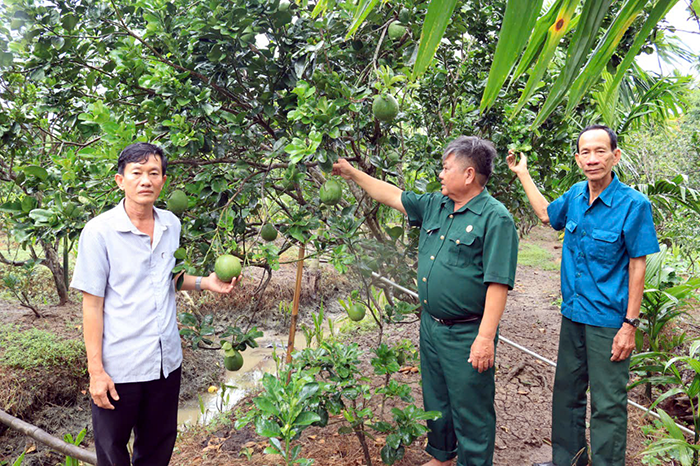 Chuyển sang trồng bưởi da xanh, lão nông bỏ túi hàng trăm triệu mỗi năm