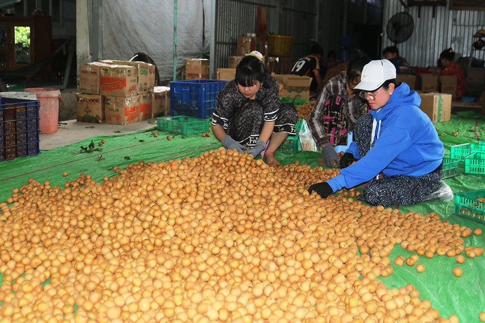 Nâng cao vai trò hợp tác xã nông nghiệp trong phát triển kinh tế nông thôn