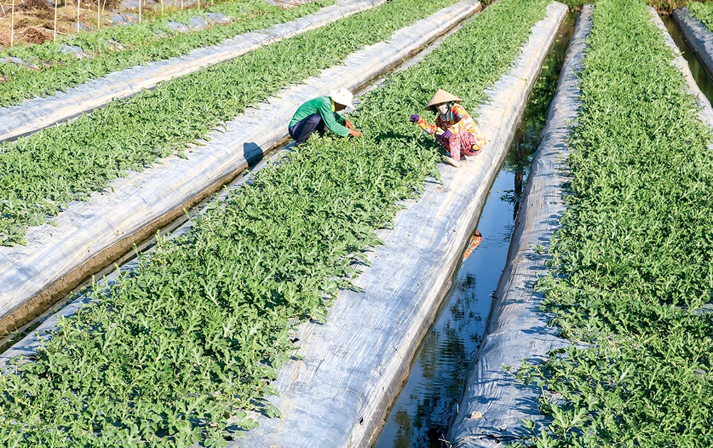 Chăm sóc, bảo vệ lúa,rau màu mùa mưa lũ