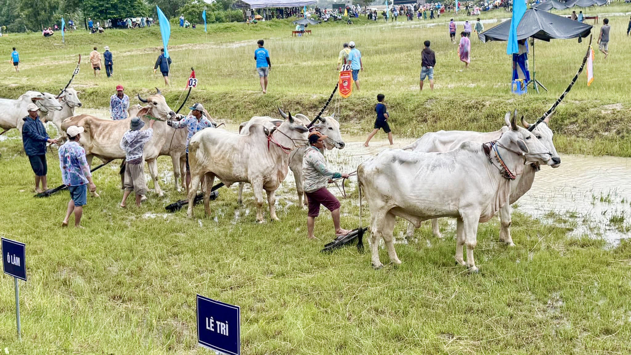 ពិធីប្រណាំងគោនៅវត្តរោទ៍-លក្ខណៈវប្បធម៌ខ្មែរដ៏ល្អនៅតំបន់បៃណូយ
